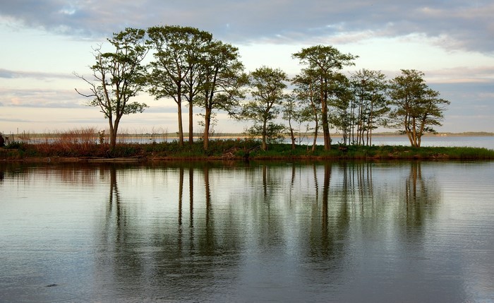 Trees reflected in calm water at sunset
