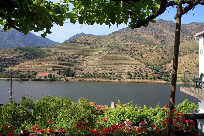 Terraced Vineyards along a River