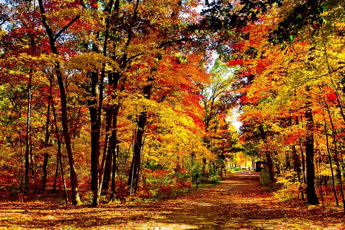 Autumn forest path with colorful trees