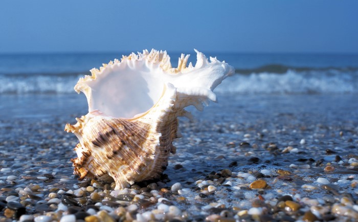 Seashell on a pebble beach with ocean waves