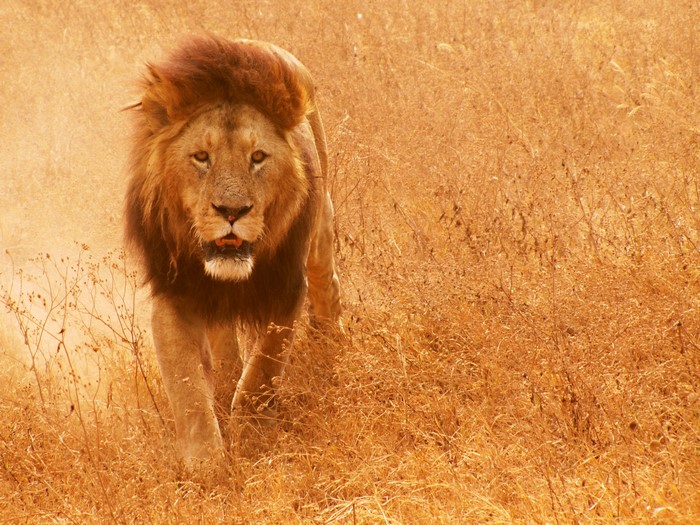 Lion walking through dry grass