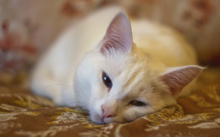 White cat lying on a patterned surface