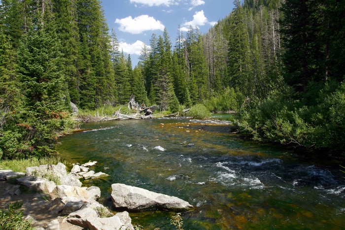 River flowing through a forest in Grand Teton National Park
