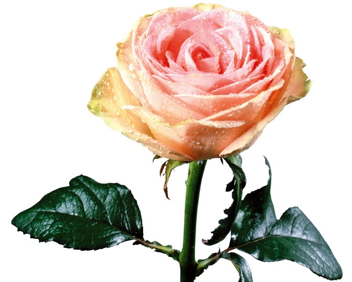 A single pink rose with water droplets