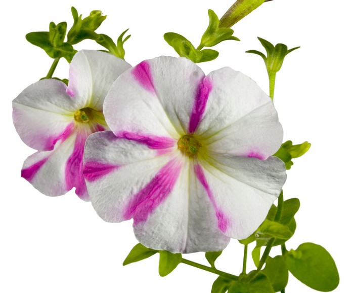 Two white and pink striped petunia flowers
