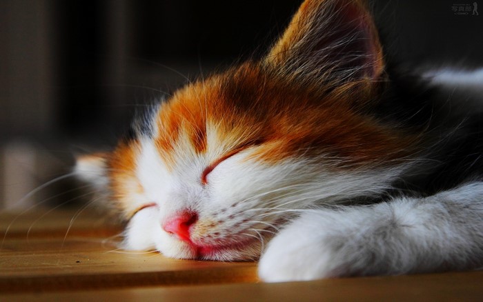 Calico kitten sleeping on a wooden surface