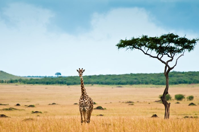 Giraffe standing in the savanna with an acacia tree