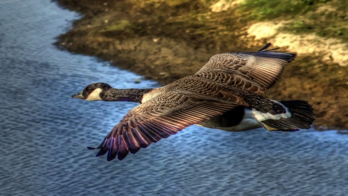 Canada Goose in flight over water