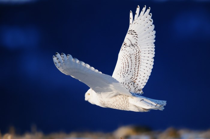 Snowy Owl in flight against a dark blue sky