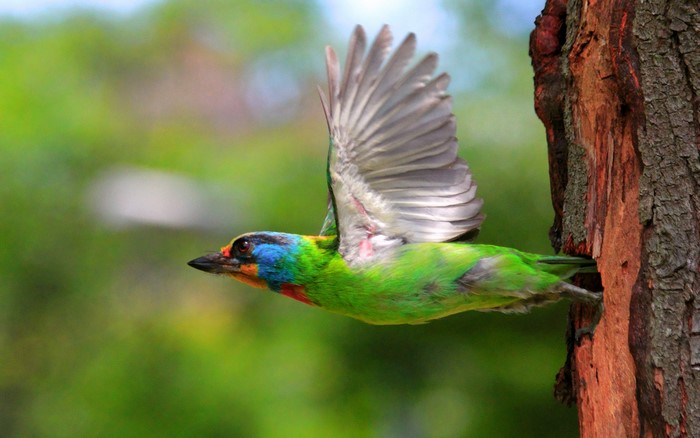 A colorful bird flies into a tree hole