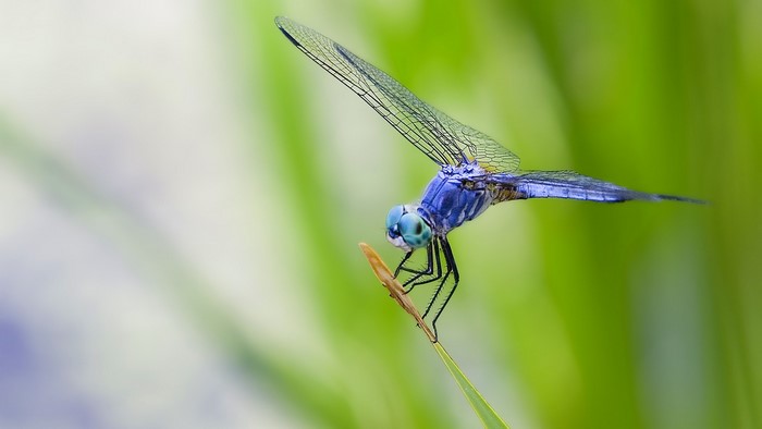 Blue Dragonfly on a Plant Stem