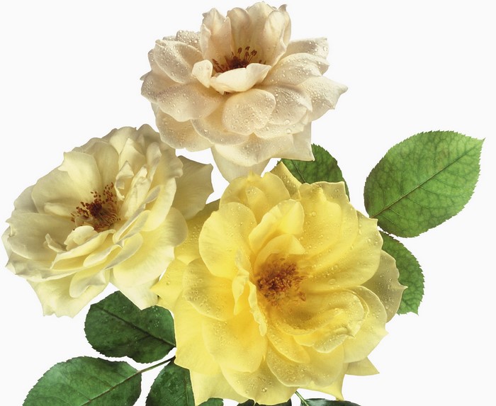 Yellow and cream roses with green leaves