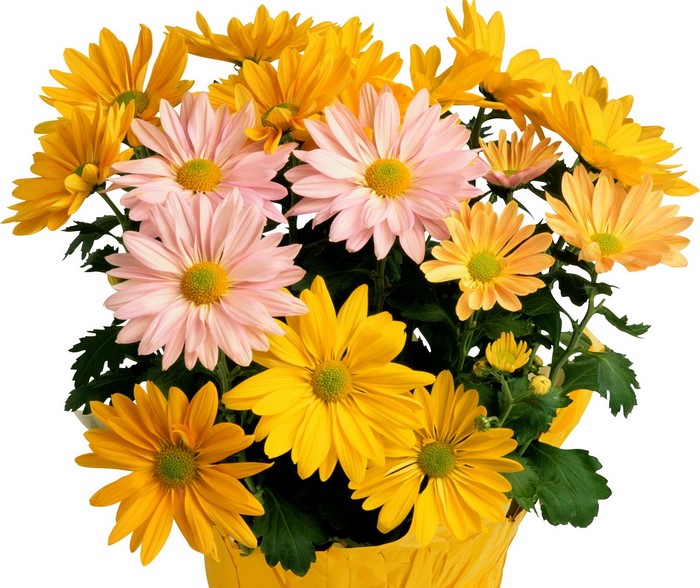 Bouquet of pink and yellow chrysanthemums