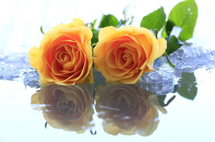 Two yellow roses on ice with reflection