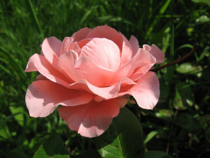 Close-up of a pink rose in a garden