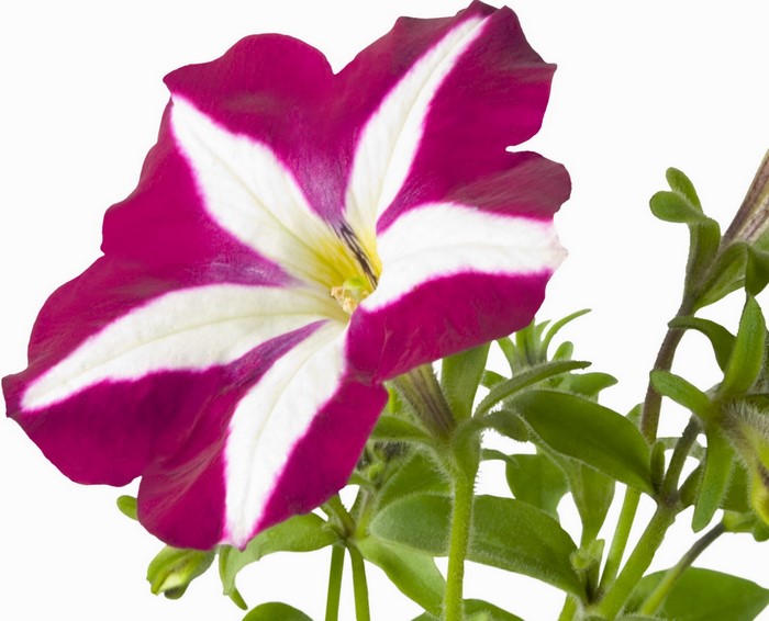 Petunia flower with white and magenta stripes