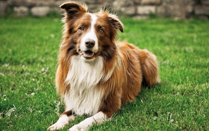 Brown and white Australian Shepherd dog lying on grass