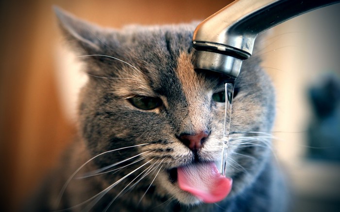 Cat drinking water from a faucet