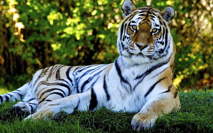 Tiger lying on grass in front of trees