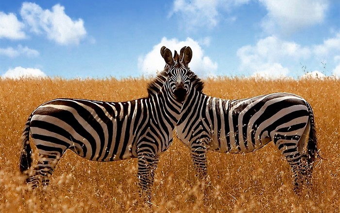 Two zebras standing in a dry grassy field