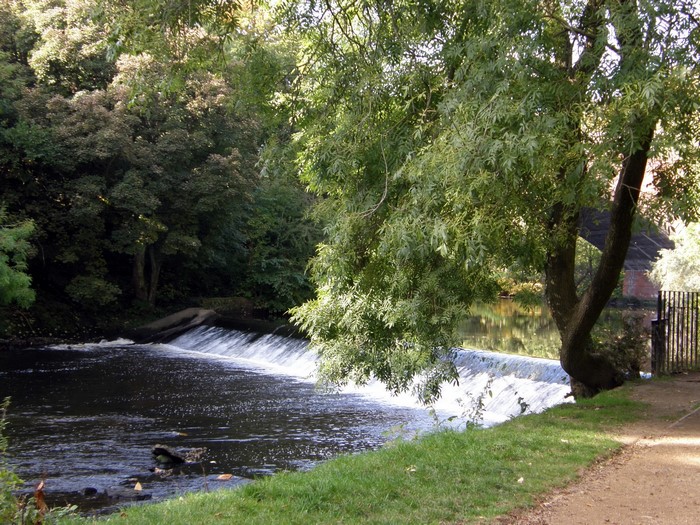 River with a small waterfall and trees