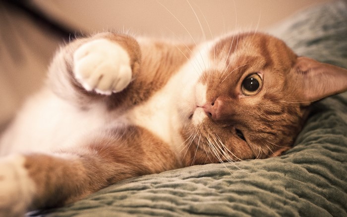 Orange tabby cat lying on a textured surface