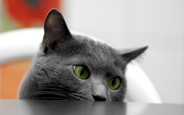 Close-up of a grey cat with green eyes