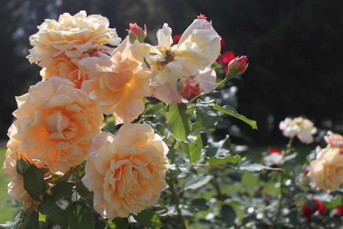 Peach and cream roses in a garden