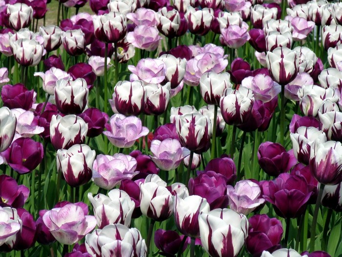 A field of purple and white tulips