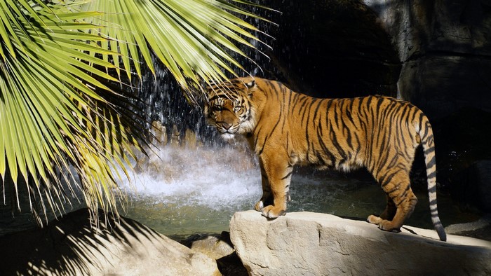 Tiger standing by a waterfall with palm leaves