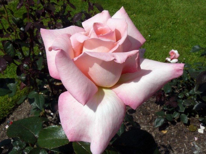 Pink rose in a garden