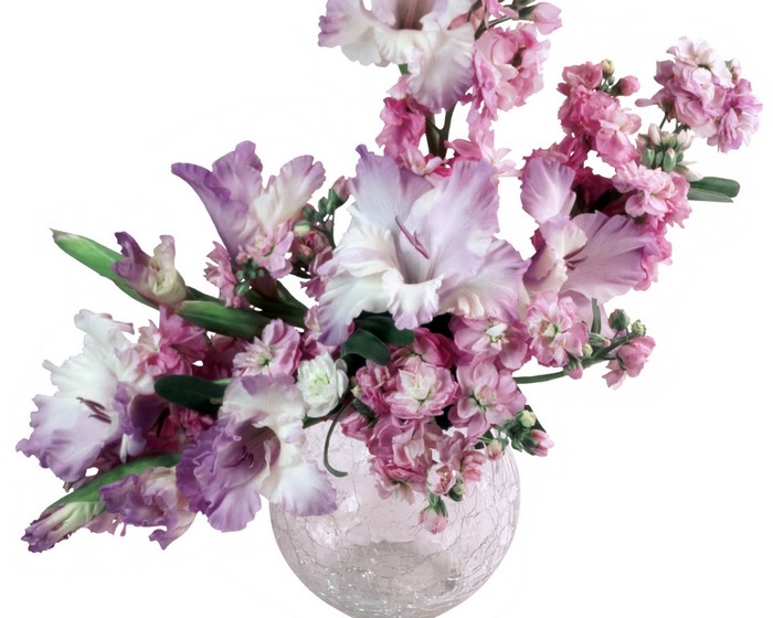 Pink and purple gladiolus flowers in a vase