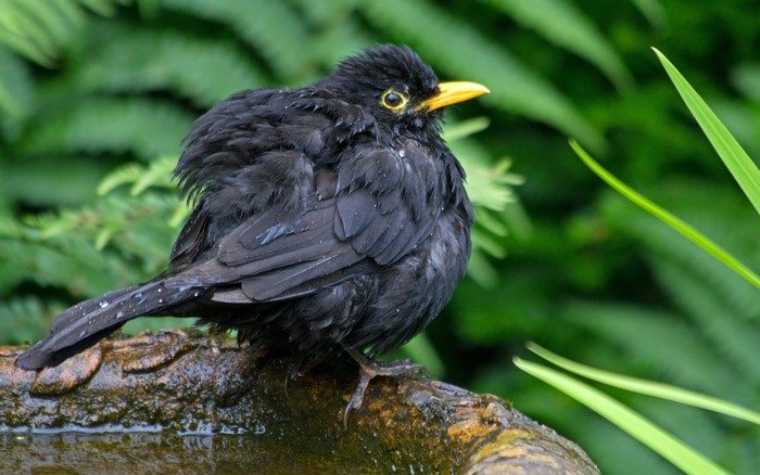 Wet blackbird perched on a bird bath