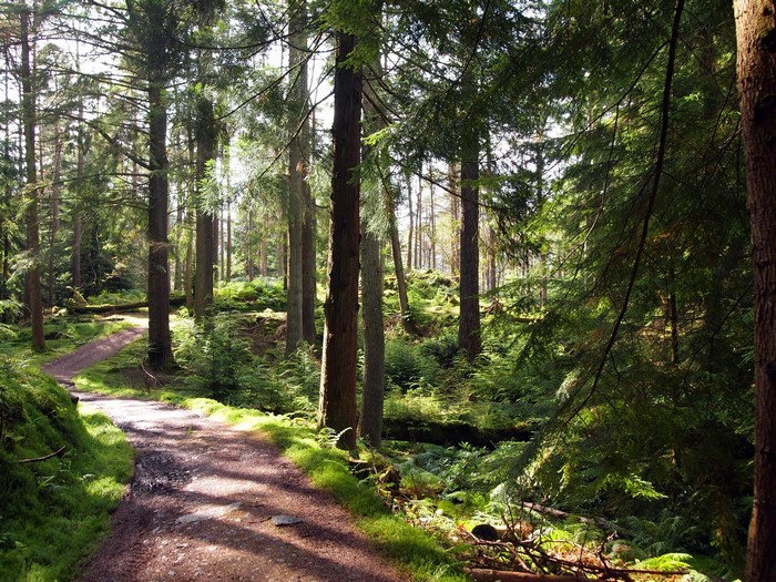 Path through a sunlit forest