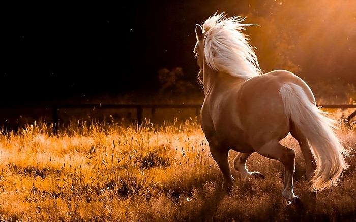 Horse running in a field at sunset