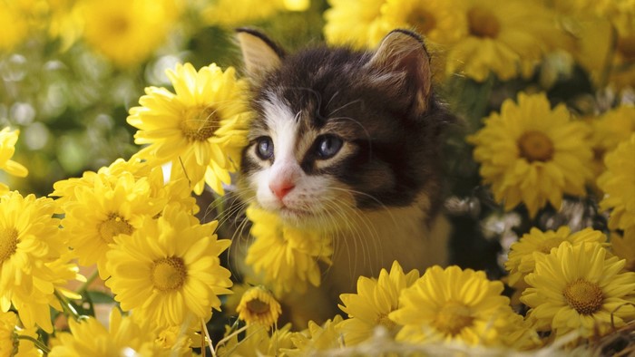 Kitten surrounded by yellow flowers