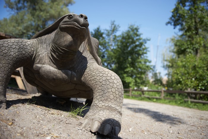 4K Sculpture of a Tortoise