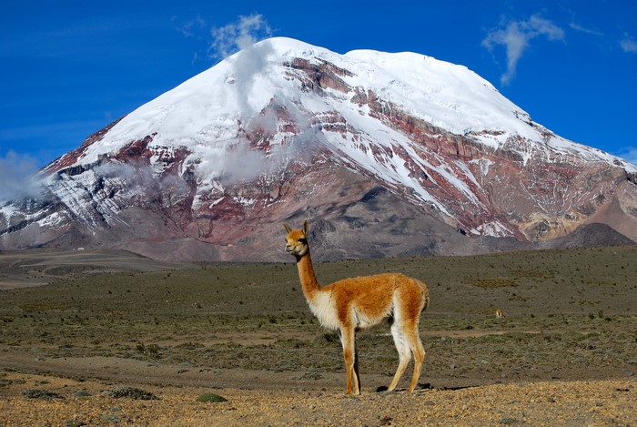 Vicuña in front of Chimborazo Volcano