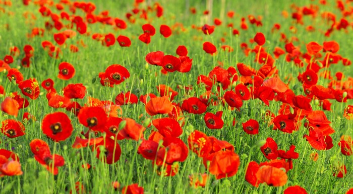 Field of red poppies in green grass