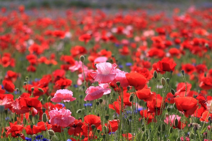 Field of Red and Pink Poppies