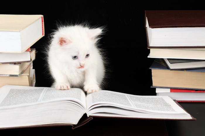 White kitten reading a book with stacks of books
