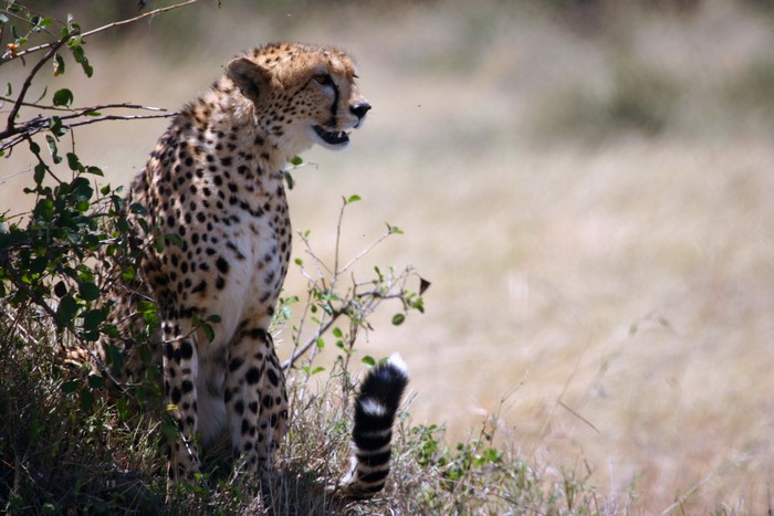 Cheetah sitting in tall grass