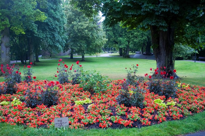 Flower bed with red flowers in a park