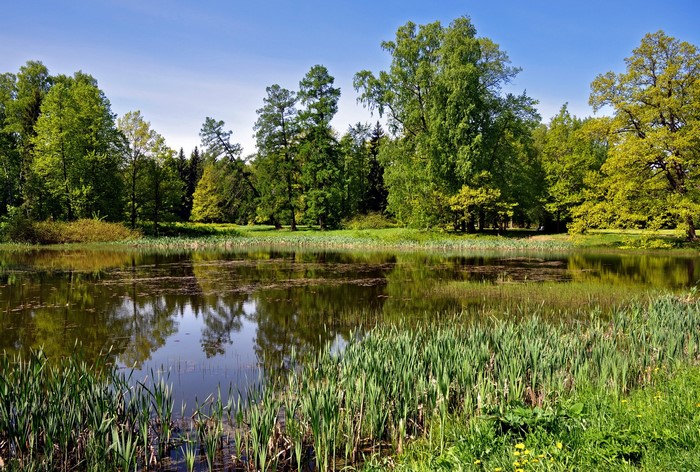 Park with a pond and trees