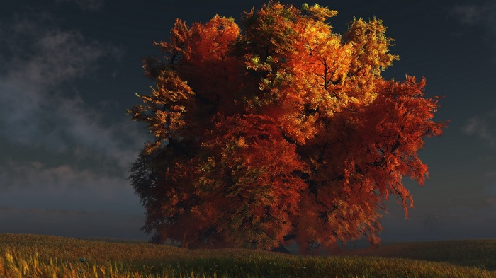 Tree with autumn leaves in a field