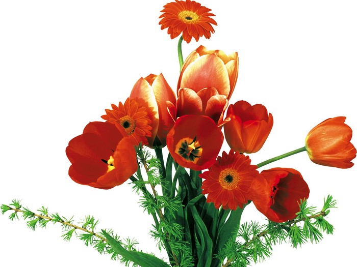 Red tulips and gerbera daisies bouquet