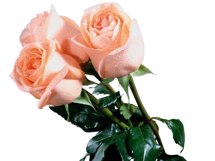 Three peach roses with water droplets