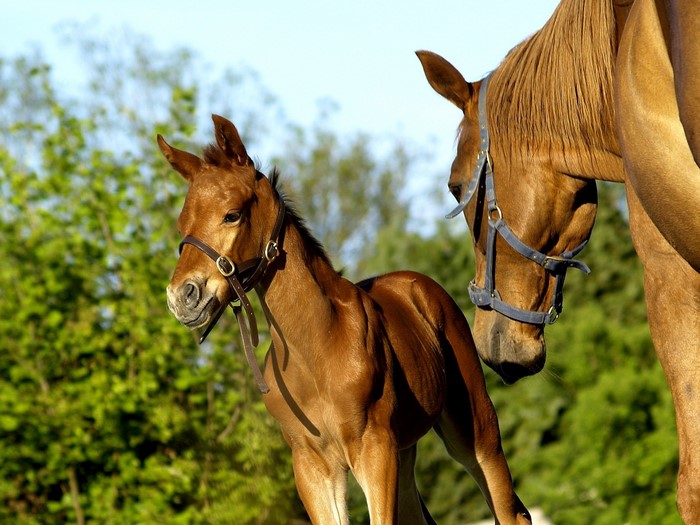 Brown horses in a field