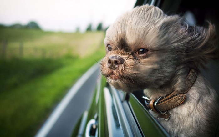 Shih Tzu dog with fur blowing in the wind looking out of a car window