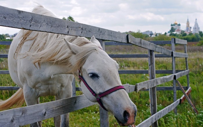 White horse behind a wooden fence